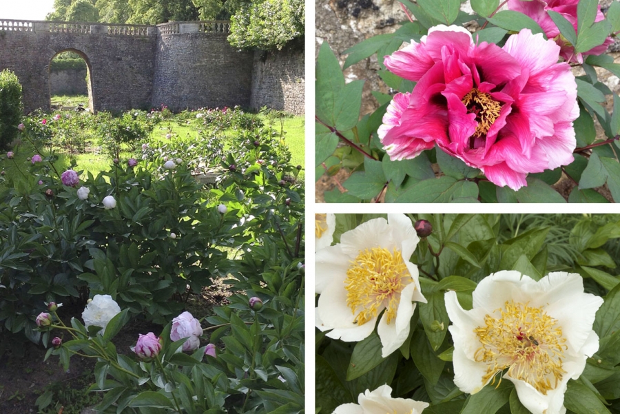 Pivoines de sourches