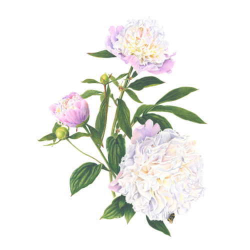 Duc de Wellington