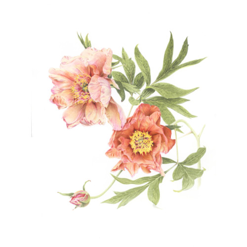 Madame Louis Henry
