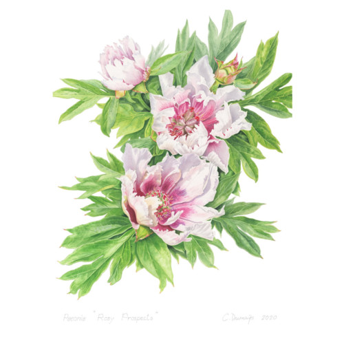Rosy Prospects
