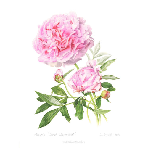 Sarah Bernhardt