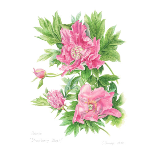 Strawberry Blush