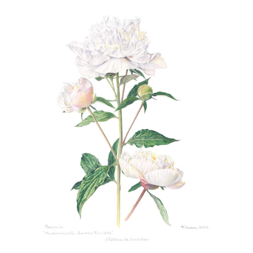 Harmonie Blanche – Image 4