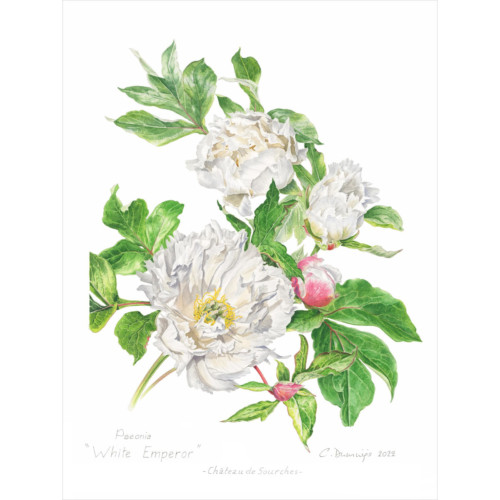 Harmonie Blanche – Image 5