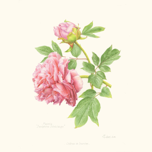 Harmonie Corail – Image 3