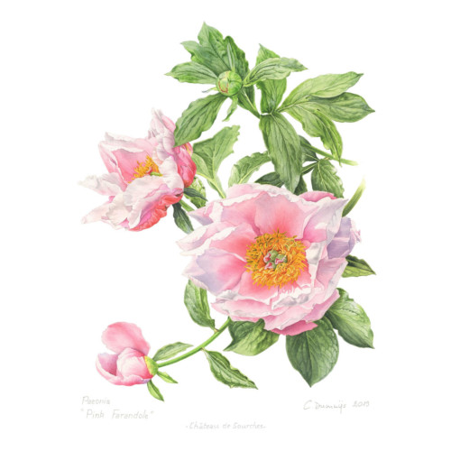 Harmonie Corail – Image 4
