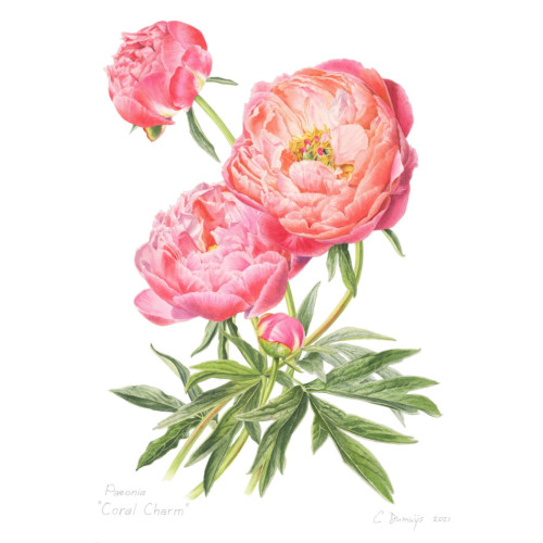 Harmonie Corail – Image 5