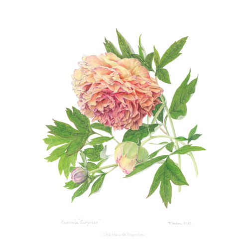 Harmonie Jaune – Image 3