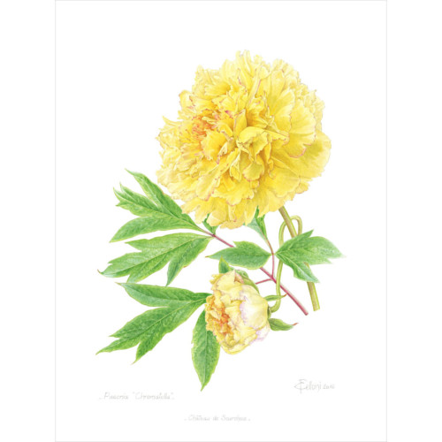 Harmonie Jaune – Image 4