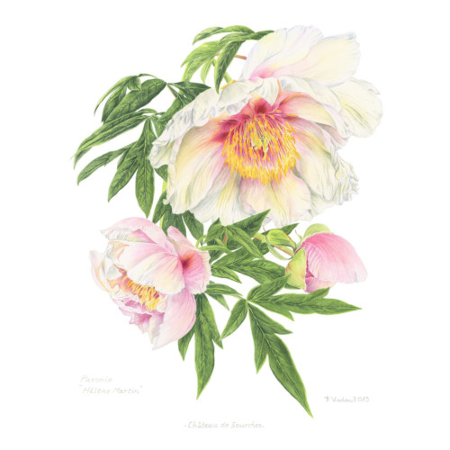 Harmonie Jaune – Image 5