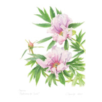 Harmonie Parme – Image 2
