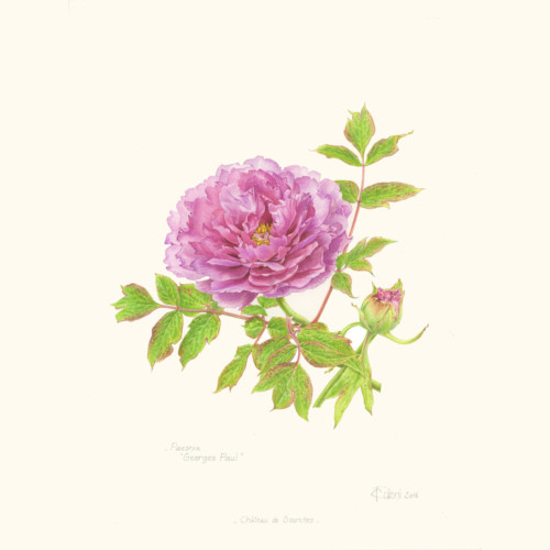 Harmonie Parme – Image 4