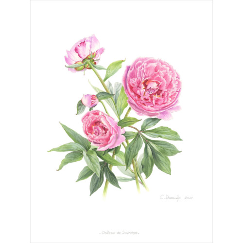 Harmonie Rose – Image 4