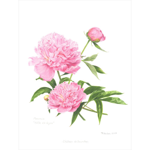 Harmonie Rose – Image 5