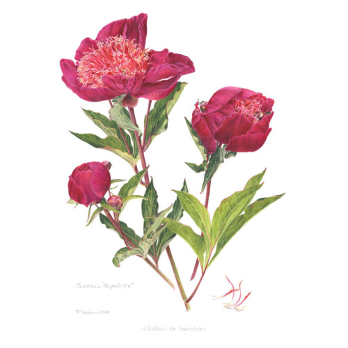 Harmonie Rouge – Image 3