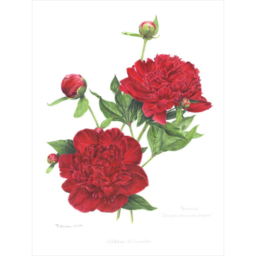Harmonie Rouge – Image 4