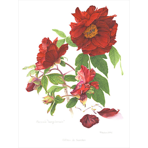 Harmonie Rouge – Image 5